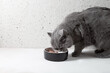 Cute British cat eats food from a ceramic bowl. Pet food. Copy space