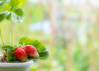 Wall Mural - growing strawberries in a container