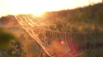 spider web on the background of sunrise