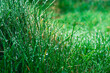 zielona trawa pokryta rosą