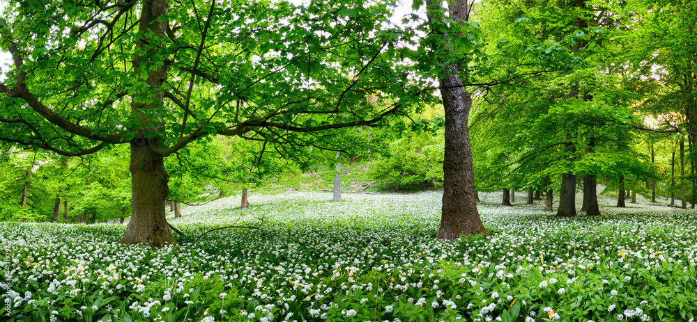 Forest green landscape with tree and white flowers garlic, Slovakia - obrazy, fototapety, plakaty 