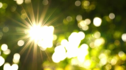 The summer afternoon sunlight streaking through the small leaves creates beautiful golden bursts and glittering bokeh._Background Bokeh.