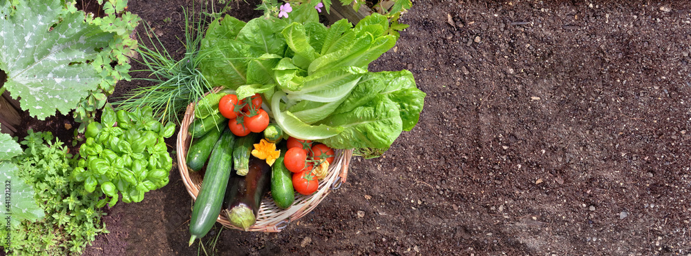 basket filled with colorful fresh vegetables in the garden - obrazy, fototapety, plakaty 