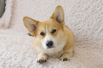 Canvas Print - portrait of a corgi puppy on a sofa blanket