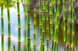 © ON-Photography - Schachtelhalm Equisetum Farn Tümpel Teich Weiher Garten rezent Feuchtigkeit Equisetum hyemale Winter-Schachtelhalm Heilpflanze Rhizom Sprossen Hygrophyten