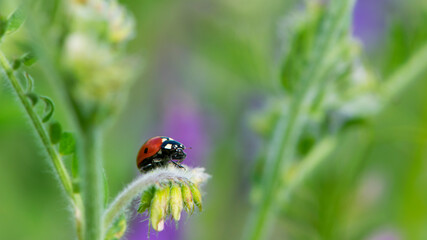 Coccinellidae is a widespread, Ladybird beetle, ladybugs. red beetle with black dots. insects in the wild. natural background. macro nature. ladybug sitting on a meadow plant