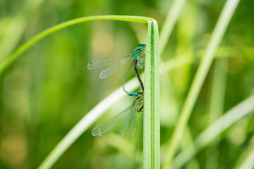 Coenagrion puella. two dragonflies on a green grass. a pair of dragonflies mate in a bright and green natural environment. close-up. light green background. blue and yellow dragonfly. place for text