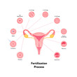 Early human development health care infographic. Vector flat medical illustration. Stages of egg fertilizacion process from ovulation to implantation in uterus isolated on white background.