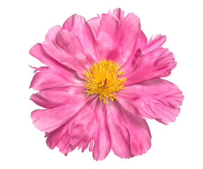 Wall Mural - Pink peony flower head isolated white background