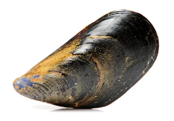 Wall Mural - Fresh mussel on white background