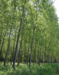 Poplar grove with young trees with long trunks planted to obtain cellulose for the paper industry
