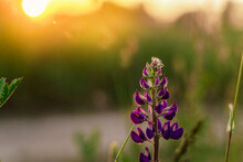 Field Of Lupine Flowers Background In Sunset Light. Natural Background