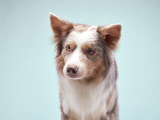 Wall Mural - portrait of a dog on a blue background. Cute border collie on color