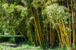 Thickets of evergreen graceful golden bamboo plants Phyllostachys aureosulcata in Adler arboretum 
