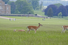 Group Of Spotted Deer On A Meadow Near Holkham Hall, Norfolk, UK