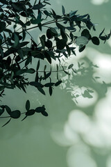 Wall Mural - Branch with leaves on a green surface. Stylish background for presentation.