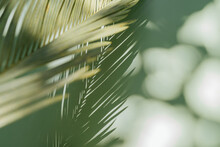 Palm Leaf On A Green Surface With Shadow. Stylish Background For Presentation.