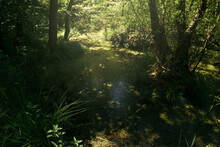 Lush Vegetation In Swamp, Green Landscape