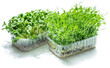 Sprouted seeds of pea and sunflower. Isolated on white background. Microgreens as a health benefit.