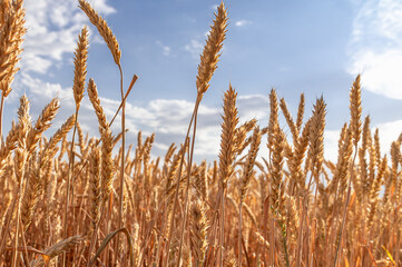 yellow fields of ripe wheat