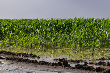 corn fields flooded with water