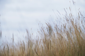 Naklejka na meble beautiful spring or summer nature background with flower grass