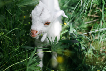 A little goat eats green grass in a field. A goat in a meadow. A white baby goat is sniffing the green grass outside in an animal shelter, a cute and adorable little baby goat. Lupin field in summer. 