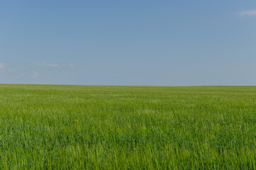 Sticker - barley field and in summer, agriculture