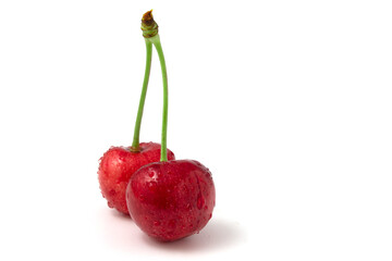 Two sweet cherries isolated on white background. Berries with dew drops.