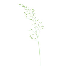 Wild Grass Shoots Vector Stock Illustration. Fresh Green Young Grass. Panicle. Template For A Wedding Card. Isolated On A White Background.