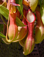 Pitcher Plant (Nepenthes Veitchii X Stenophylla), A Natural Hybrid. Botanical Garden, KIT Karlsruhe, Germany, Europe