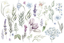 Set of watercolor eucalyptus leaves, herbs, branches, wildflowers,  orchid. Botanical clipart. Floral design elements.