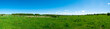 Panorama of green pasture with a cow. Summer warm day on a background of blue sky with clouds.