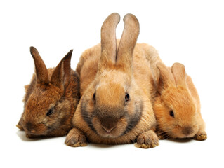 Wall Mural - brown bunny rabbits isolated on white background 