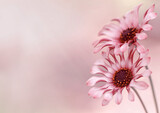 Fototapeta Kwiaty - Tło kwiaty Osteospermum