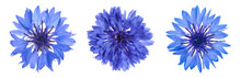 Set With Beautiful Blue Cornflowers On White Background. Banner Design