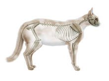 3d Rendered Illustration Of The Cat Anatomy - The Skeletal System