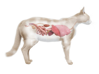 3d rendered illustration of the cat anatomy - the organs