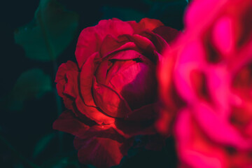 Poster - Beautiful fresh roses. Red neon  rose close up. Bright macro background.
