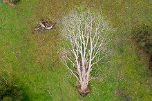Aerial View Of A Dead Tree Lying In A Green Grassy Paddock