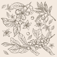 Coffee Bean And Flower Rustic Sketch