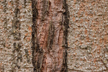Spruce Tree Bark