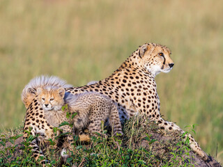 Canvas Print - Cheetah cubs with their mother resting in the grass