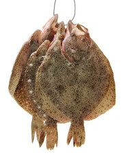 Poster - Psetta maxima (Turbot Fish) on white background