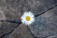 White Daisy Flower In The Crack Of An Old Stone Slab - The Concept Of Rebirth, Faith, Hope, New Life, Eternal Soul
