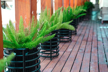 Wooden Terrace Or Balcony Decorated With Asparagus Pot Plants, Green Environment Indoor Or Outdoor Gardening