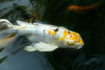 Wall Mural - Fancy carp swimming in a pond. Fancy Carps Fish or Koi Swim in Pond, Movement of Swimming and Space.