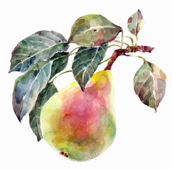 Wall Mural - Watercolor red pear on branch with leaves.