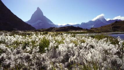 Fototapete - Wool grass at the Riffelsee with a view toward the famous Matterhorn.