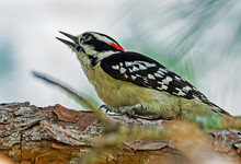 Downy Woodpecker